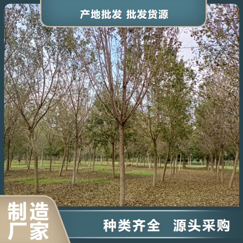 法桐行情-法桐行情定制