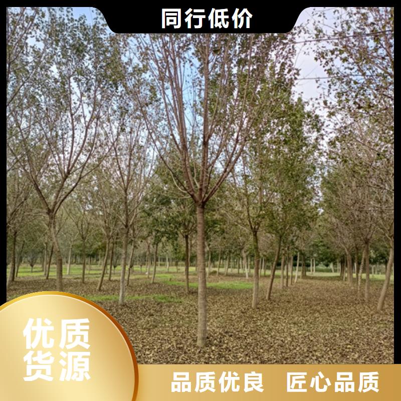 法桐價格現(xiàn)貨齊全苗木基地