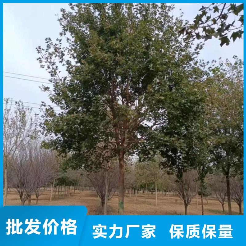 【法桐白蠟大量現貨供應】