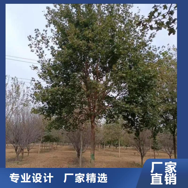 造型法桐隨時(shí)發(fā)貨
