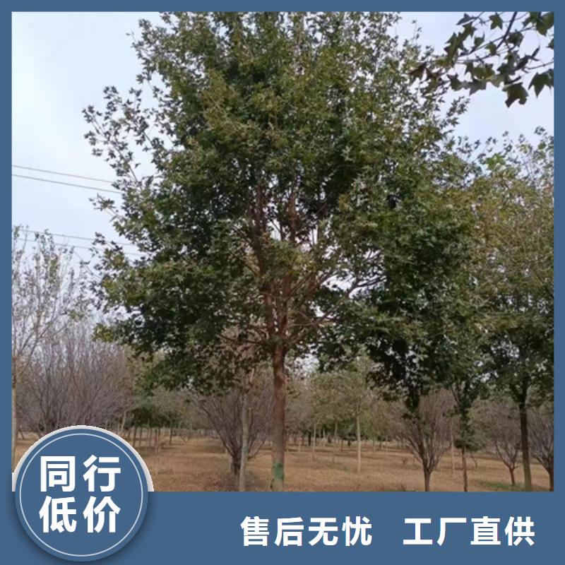 法桐實力過硬廠家