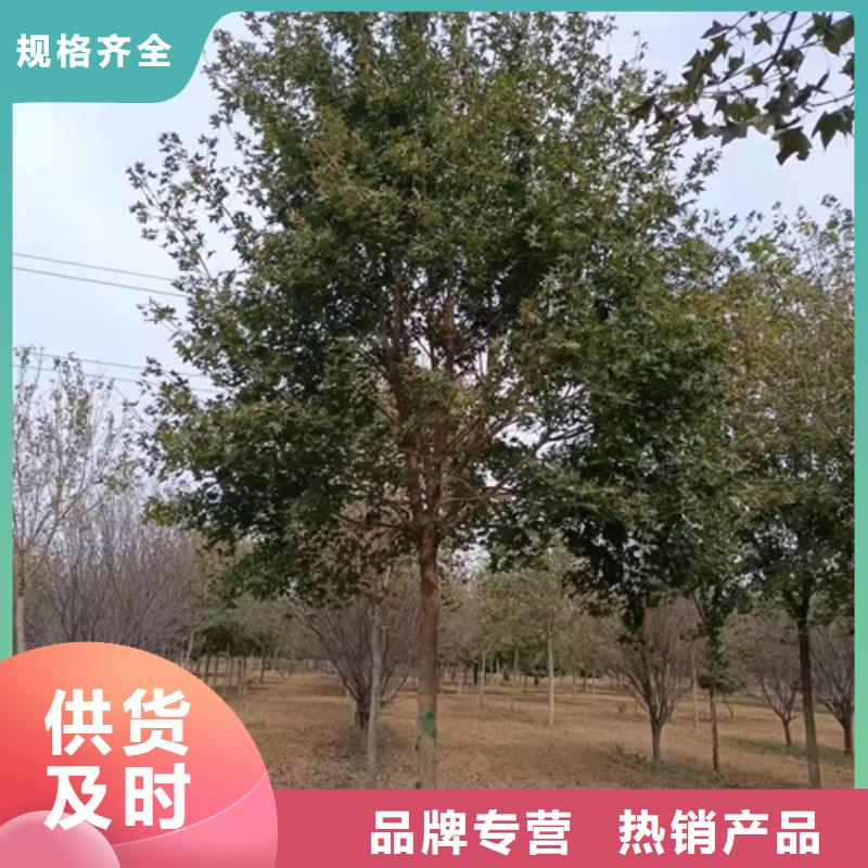 法桐_金葉白蠟優質工藝