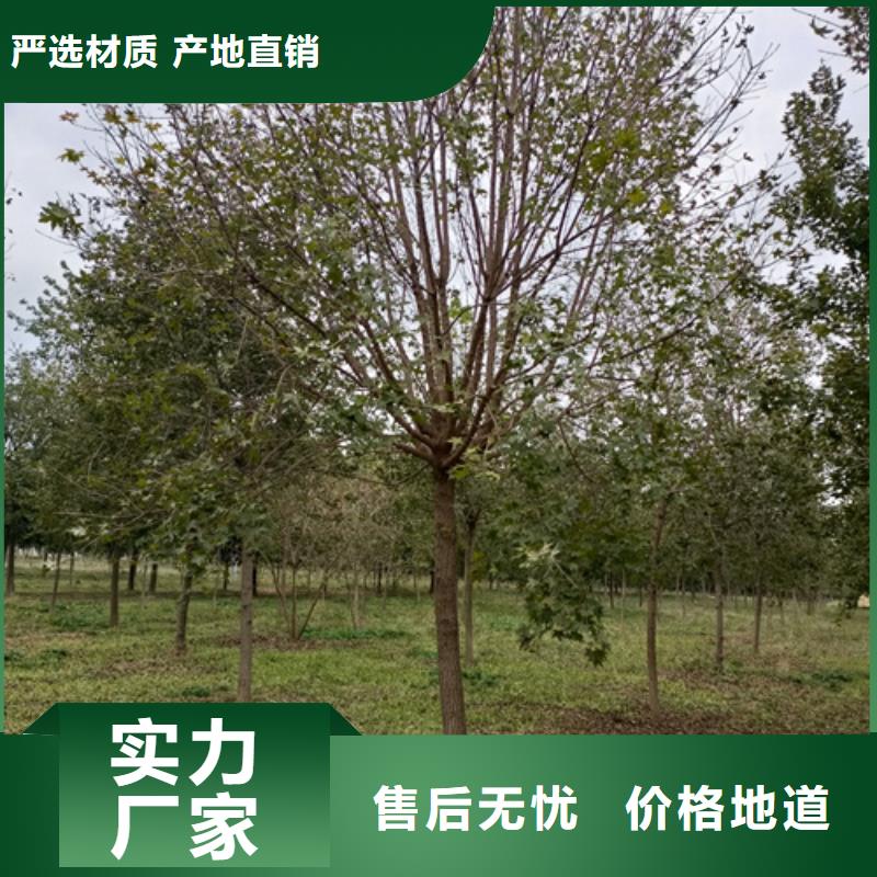 造型法桐-廠家直供
