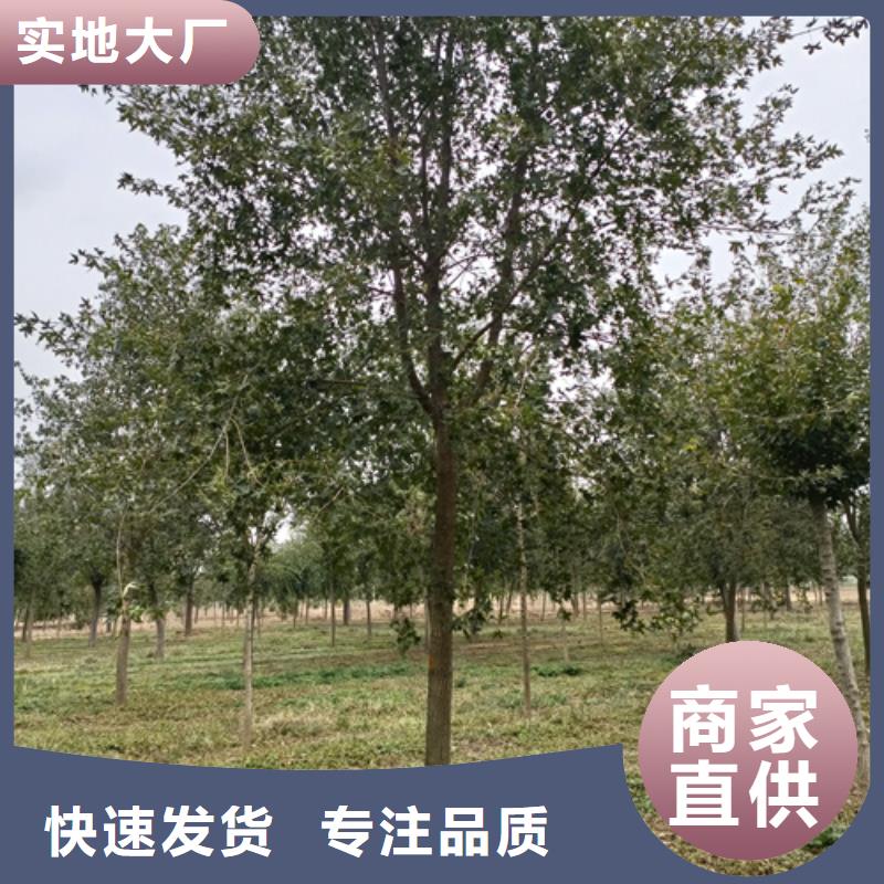 值得信賴的造型法桐公司