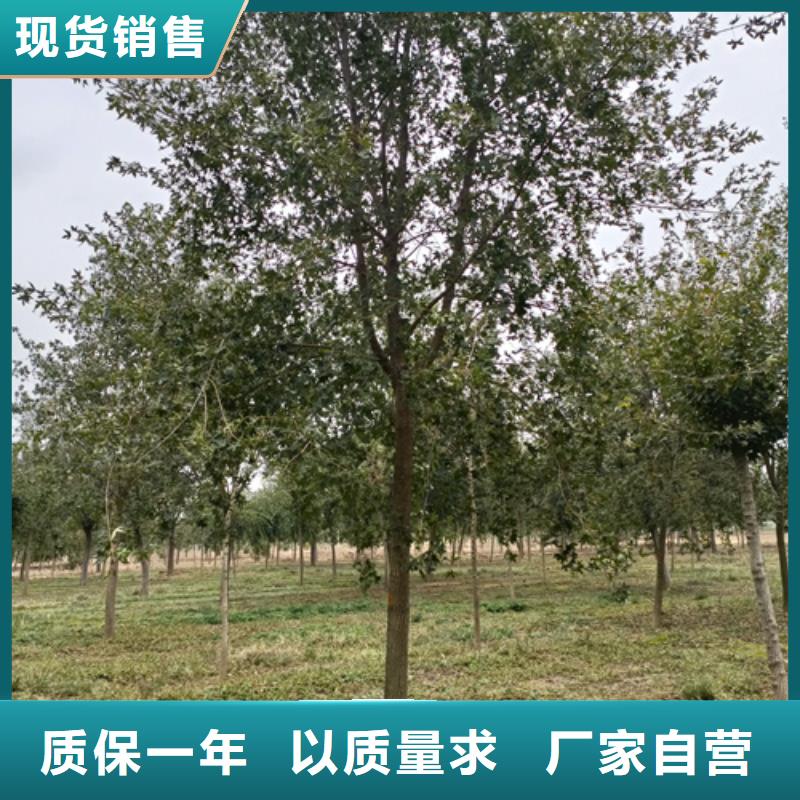 法桐小苗價格優惠苗木基地