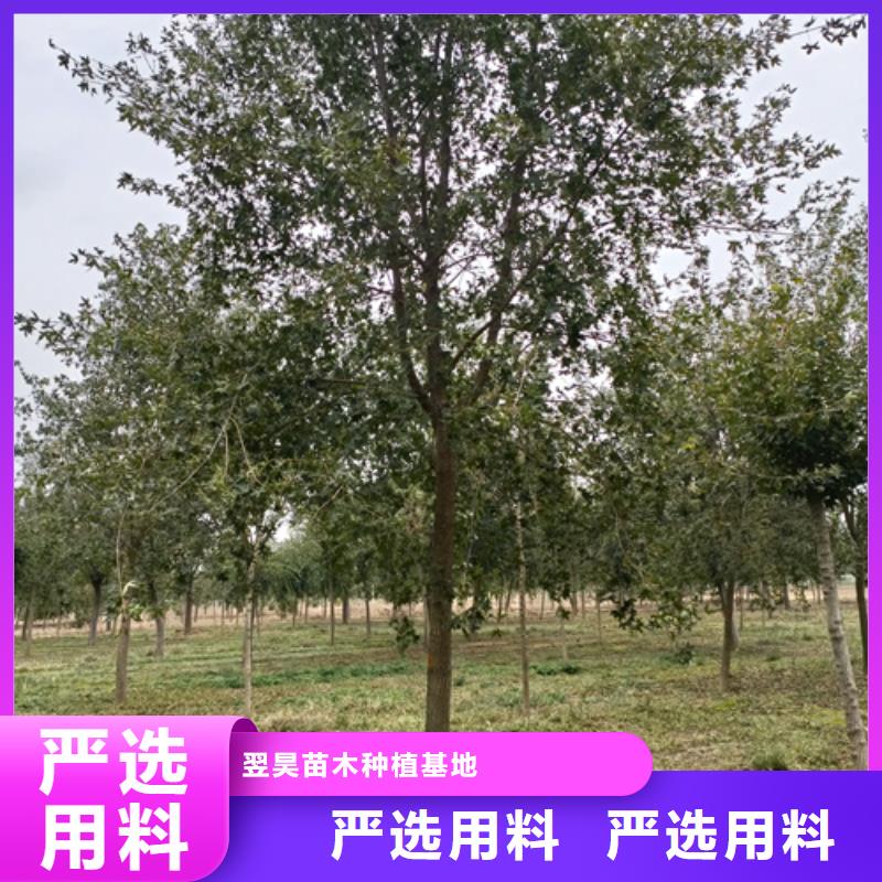 法桐小苗_價格實在