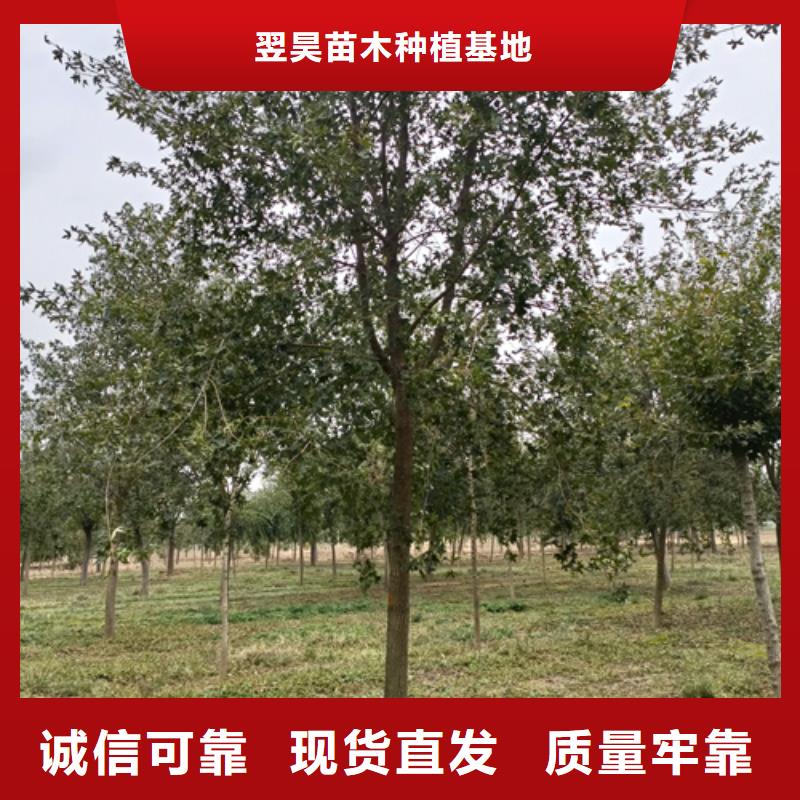 法桐小苗歡迎電詢苗木基地