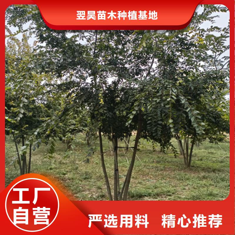 歡迎訪問##法桐##廠家
