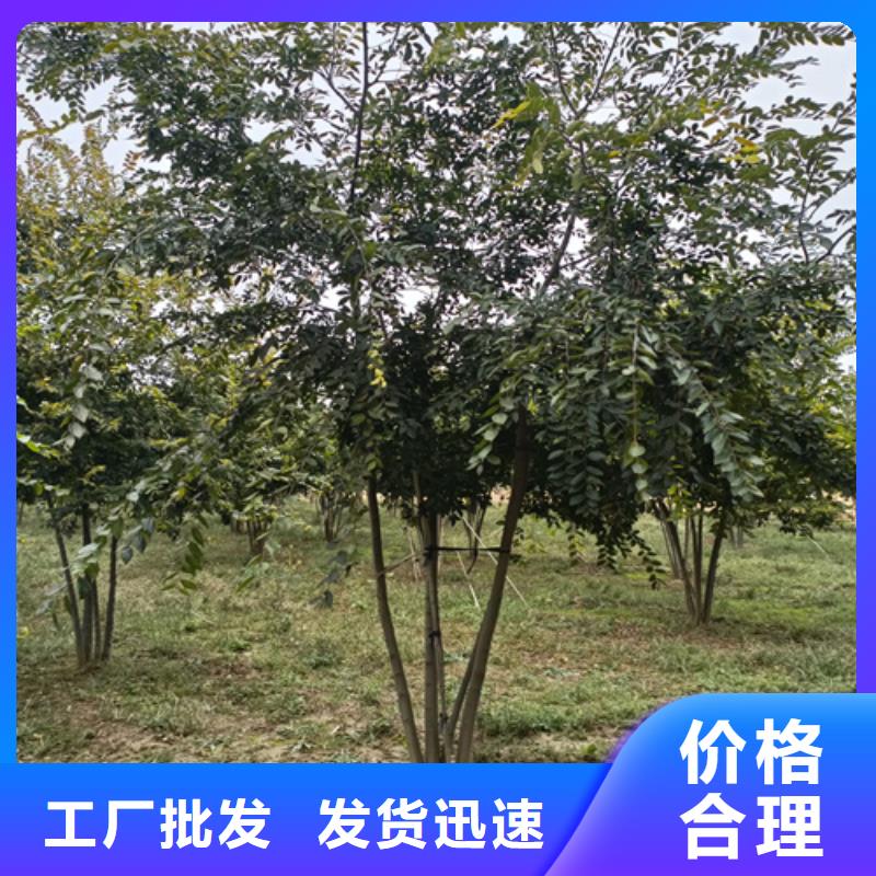 造型法桐供應商報價