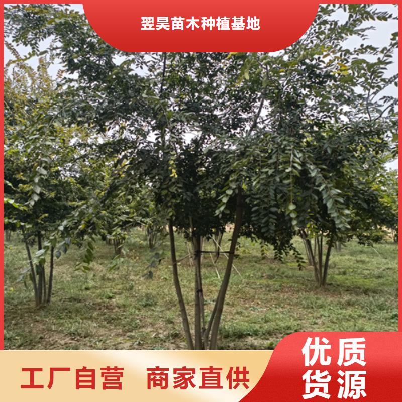 造型法桐單價