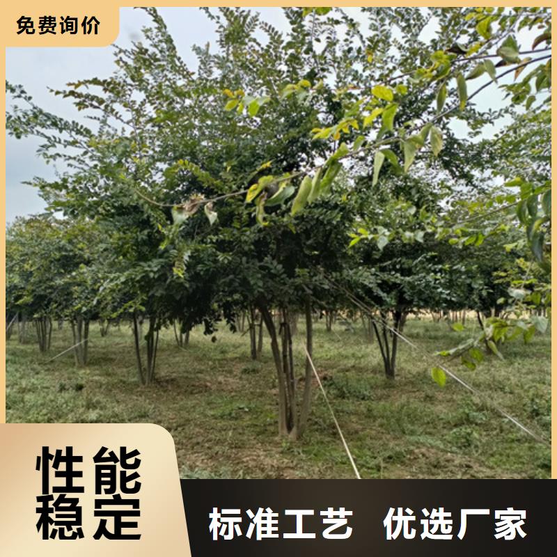 法桐出口品質