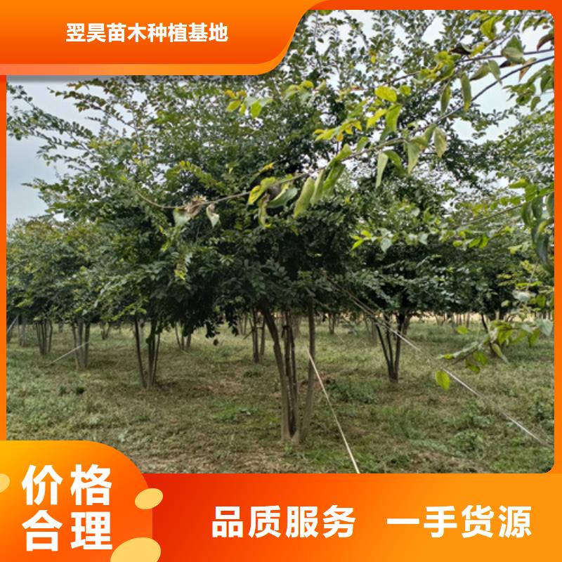 法桐小苗廠家供貨