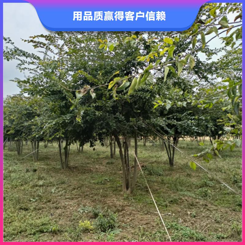 速生法桐種植基地綠化苗木