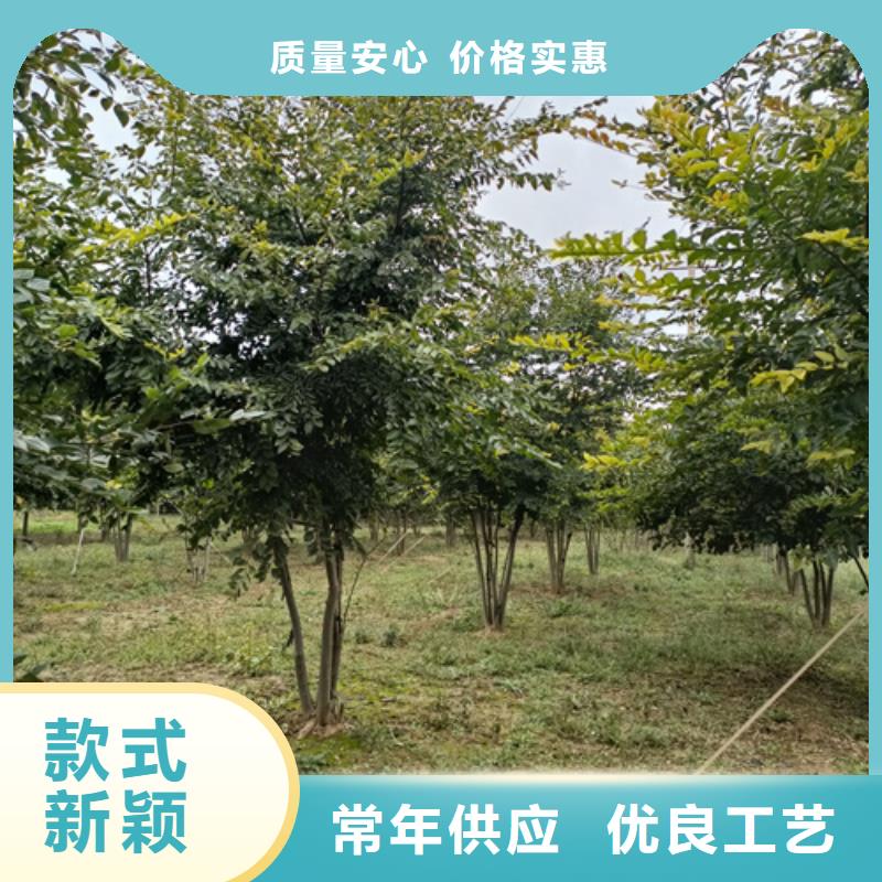 值得信賴的造型法桐廠家