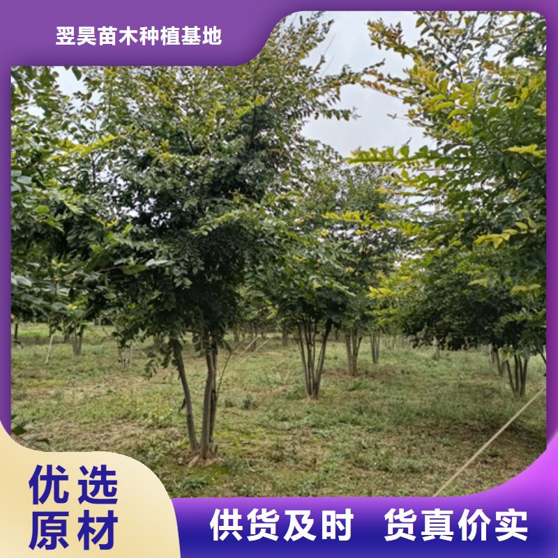 法桐黃金槐N年專注