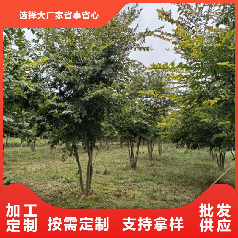 法桐小苗市場報價