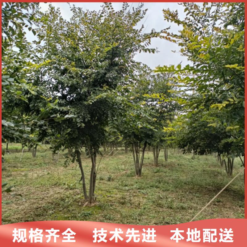 法桐行情放心選擇綠化喬木
