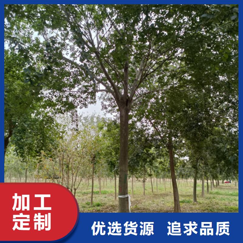 五角枫视频-福建省龙岩市|长汀|永定|厦门|漳州|莆田|福州|三明|宁德五角枫-翌昊