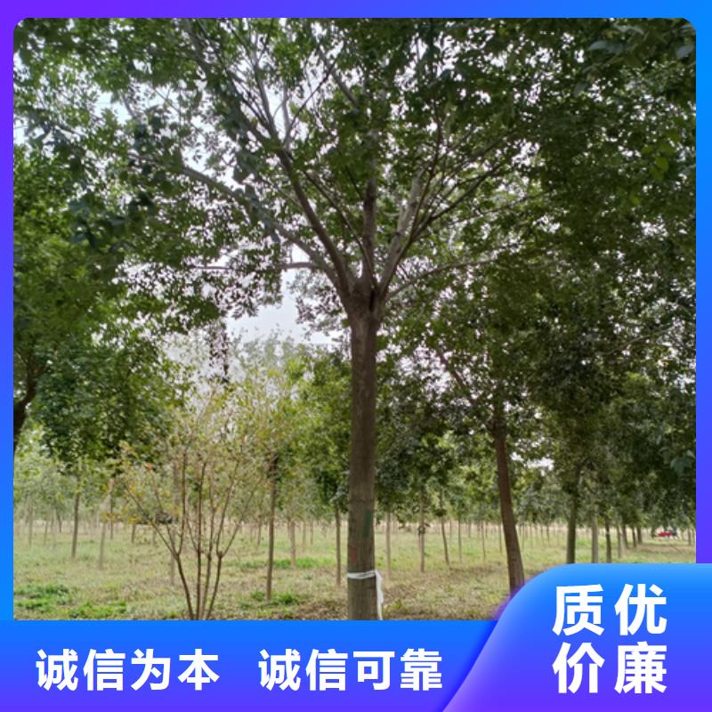 法桐量大從優(yōu)綠化苗木