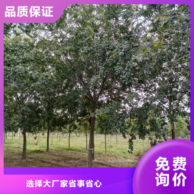 法桐小苗歡迎來(lái)電綠化苗木