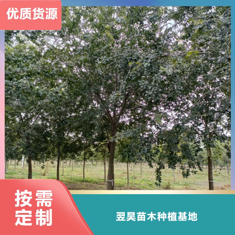 法桐黄金槐库存齐全厂家直供