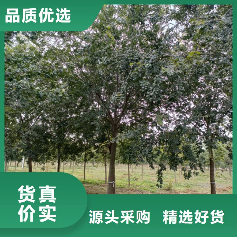 法桐白蜡老客户钟爱