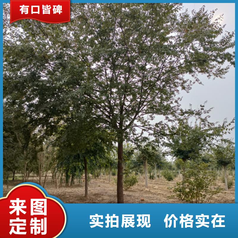 造型法桐供應商報價