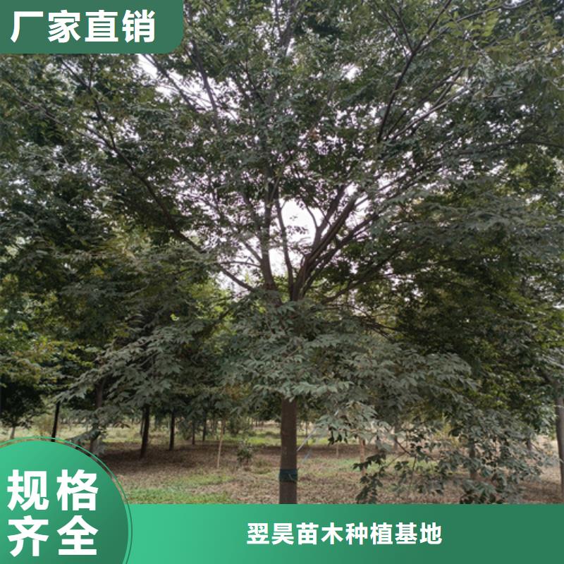 法桐質量好的廠家