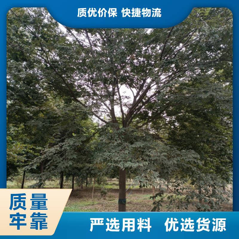 造型法桐質(zhì)優(yōu)價廉