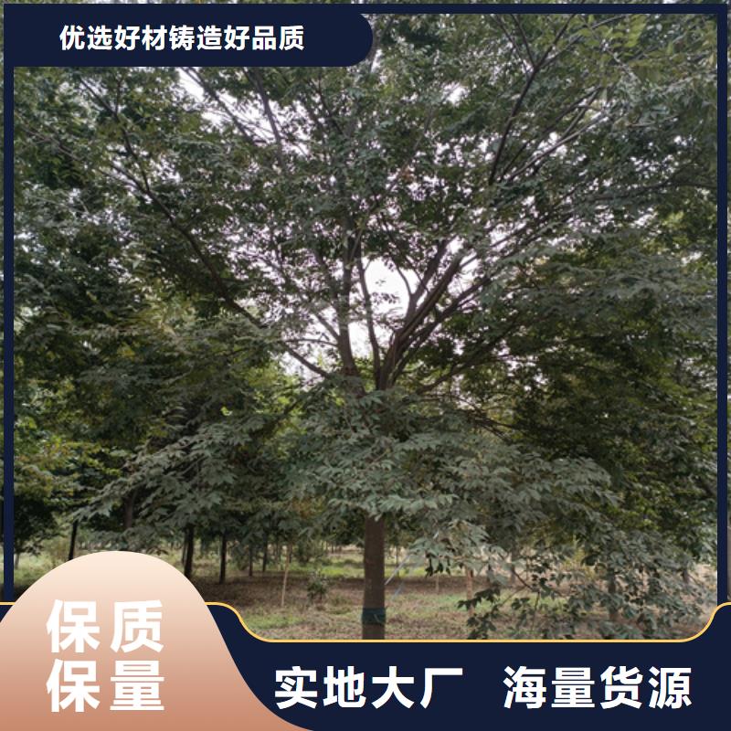造型法桐量大從優(yōu)綠化苗木
