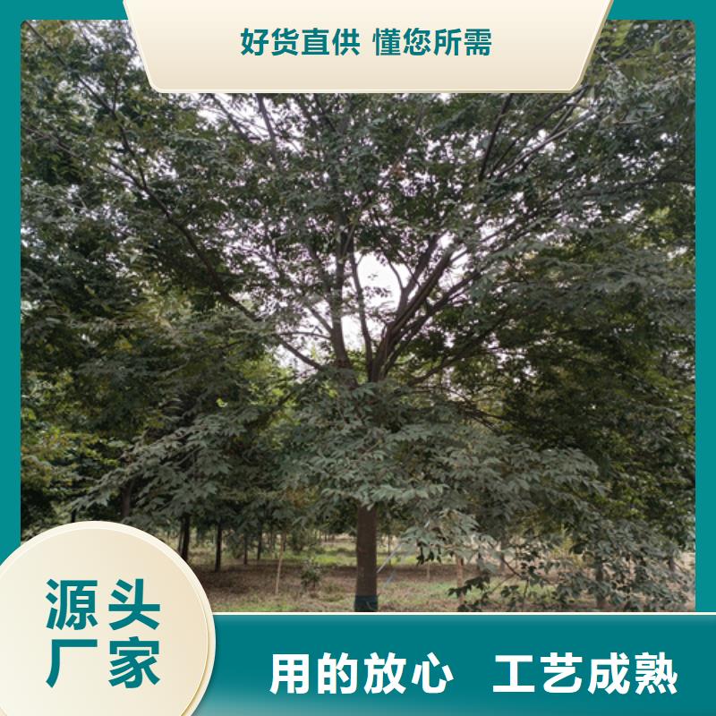 法桐行情放心選擇綠化喬木
