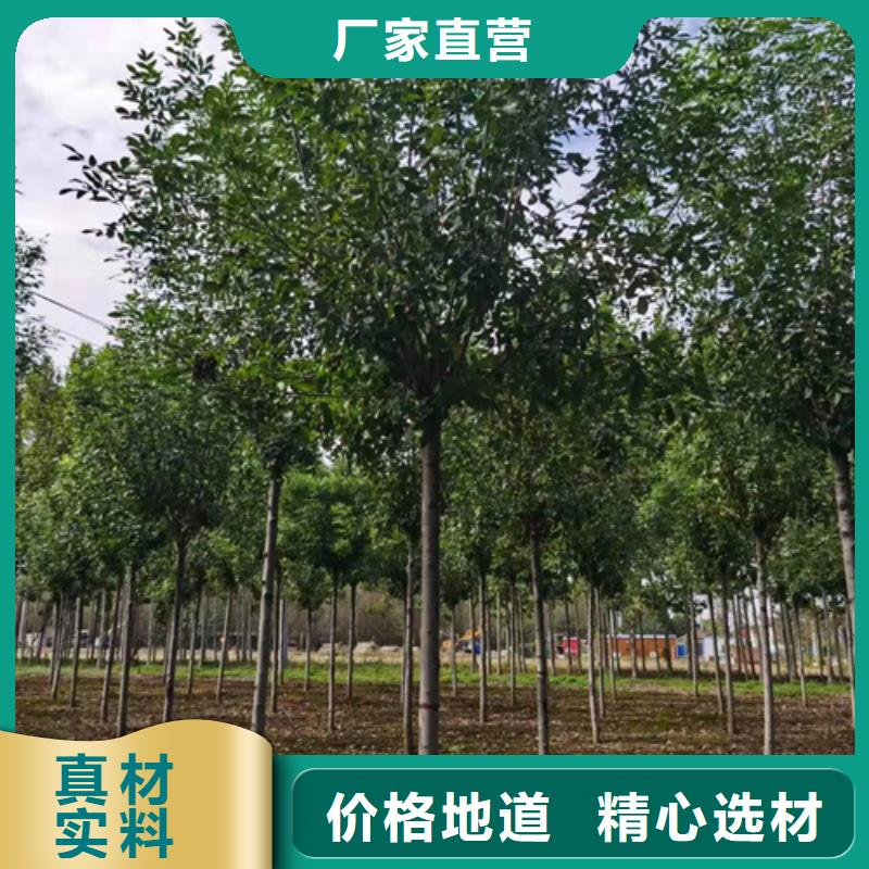 法桐金葉槐24小時下單發貨
