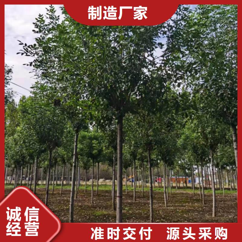 法桐小苗廠家現貨銷售