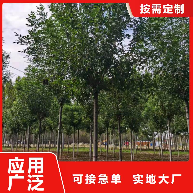 生產(chǎn)法桐小苗的當(dāng)?shù)貜S家