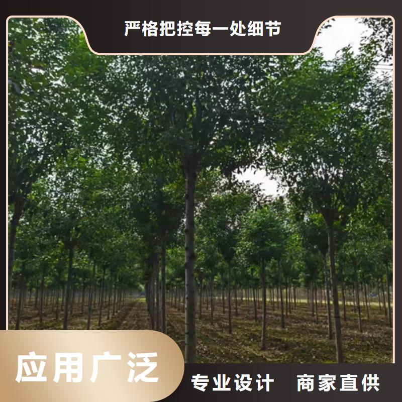 供應造型法桐_品牌廠家