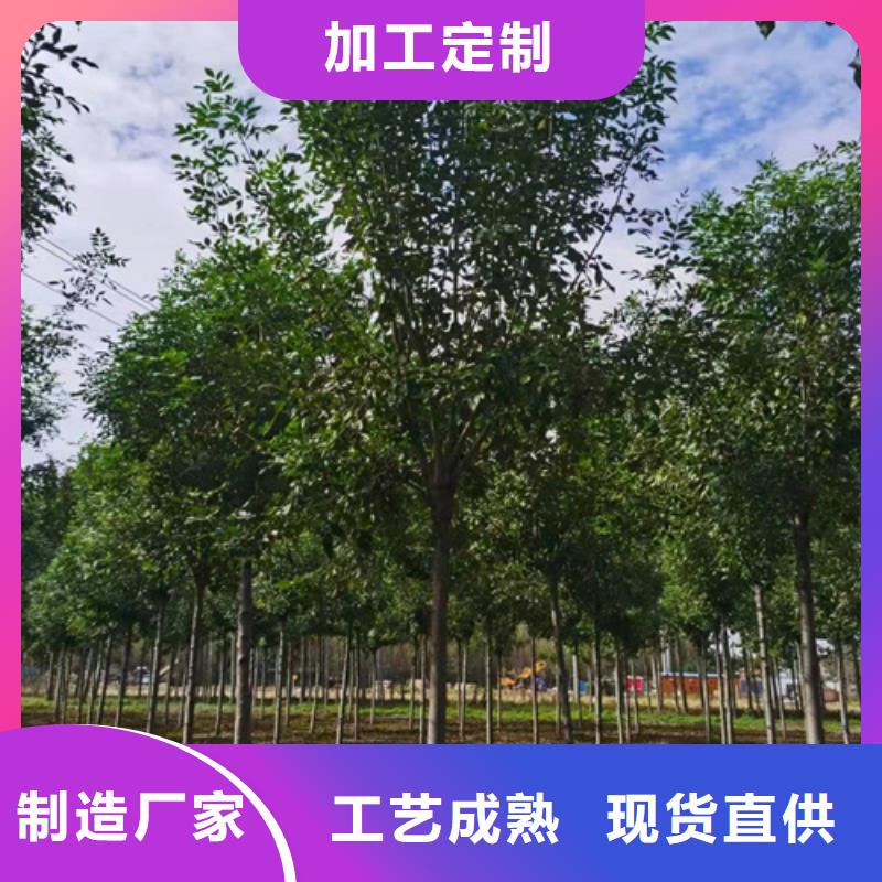 法桐精心打造