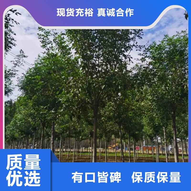 法桐【五角楓】工廠批發(fā)