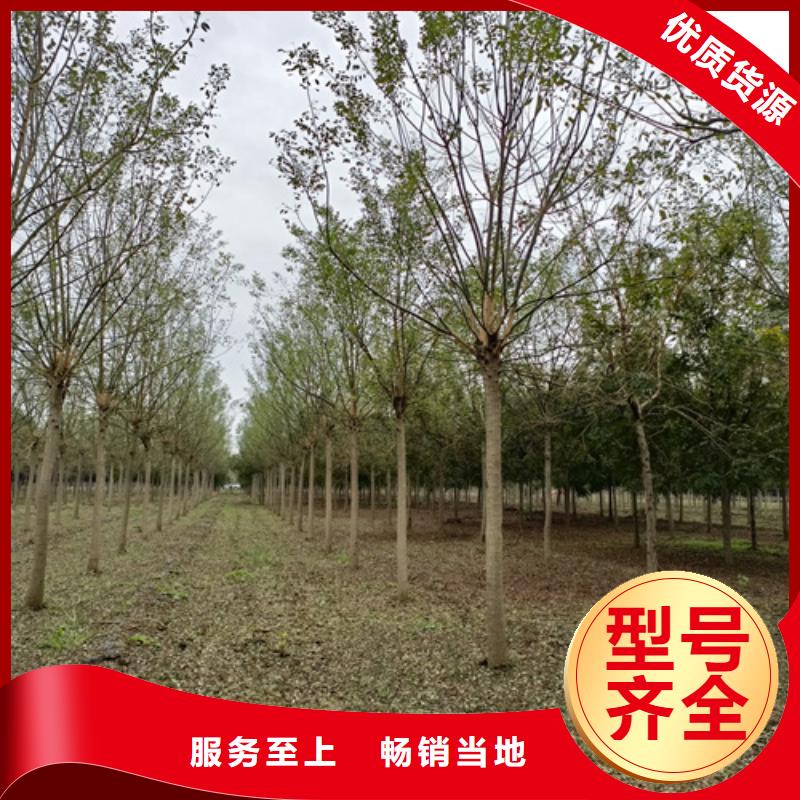 造型法桐生產商_翌昊苗木種植基地
