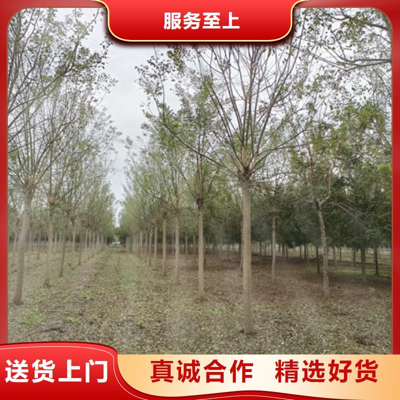 值得信賴的造型法桐公司