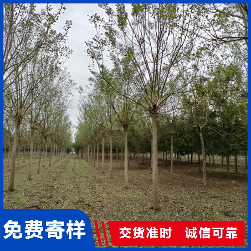 購買造型法桐認(rèn)準(zhǔn)翌昊苗木種植基地