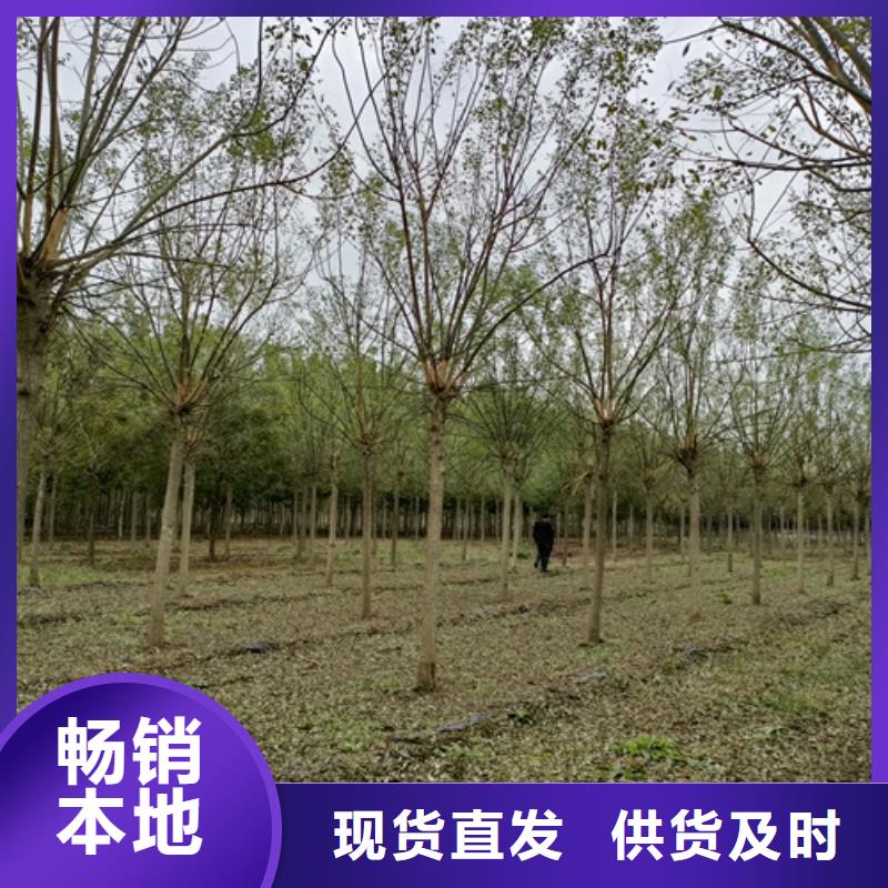 造型法桐貨源穩定