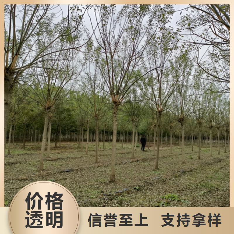 各種規格法桐基地綠化喬木