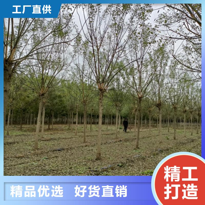 速生法桐-好產品放心可靠