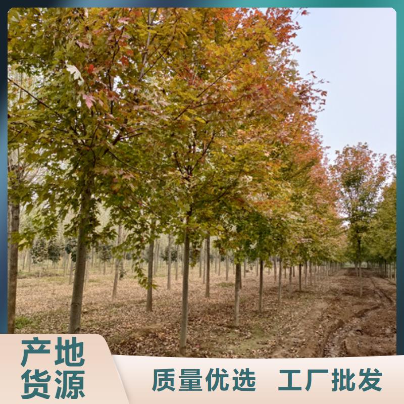 【法桐白蠟大量現貨供應】