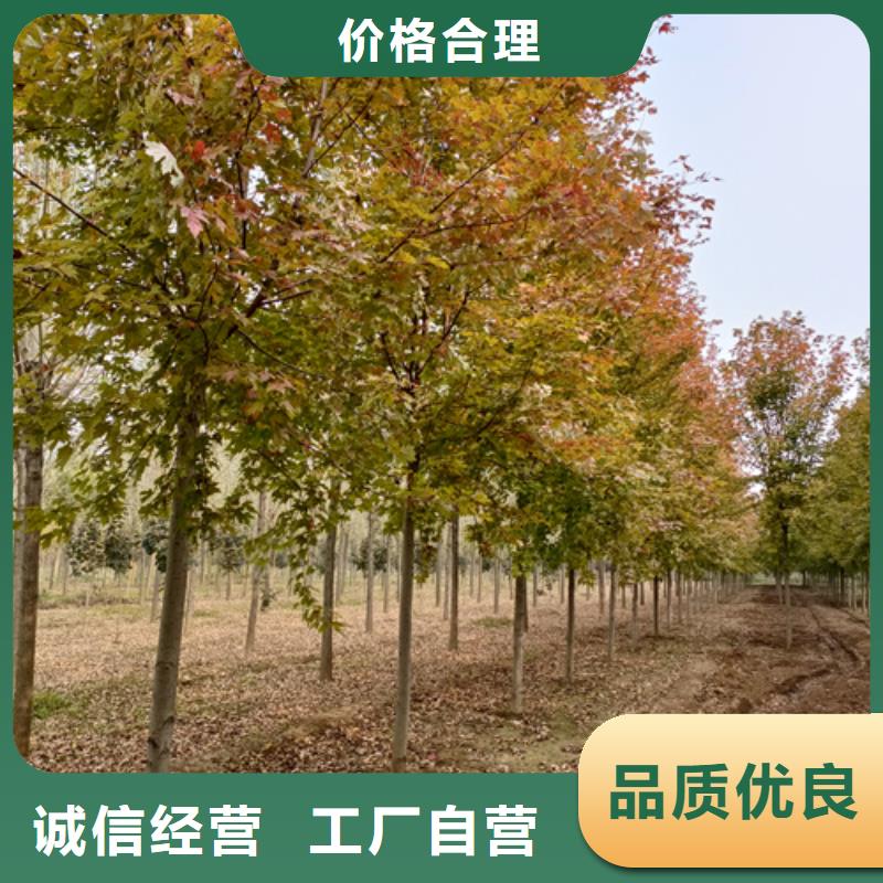 價(jià)格合理的速生法桐公司