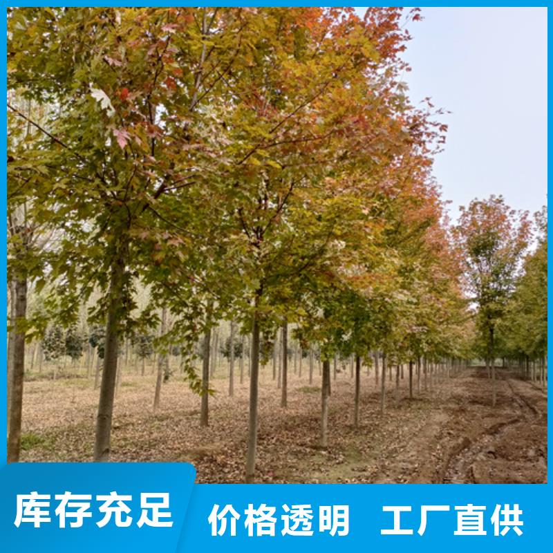 法桐-美國(guó)紅楓高品質(zhì)現(xiàn)貨銷售