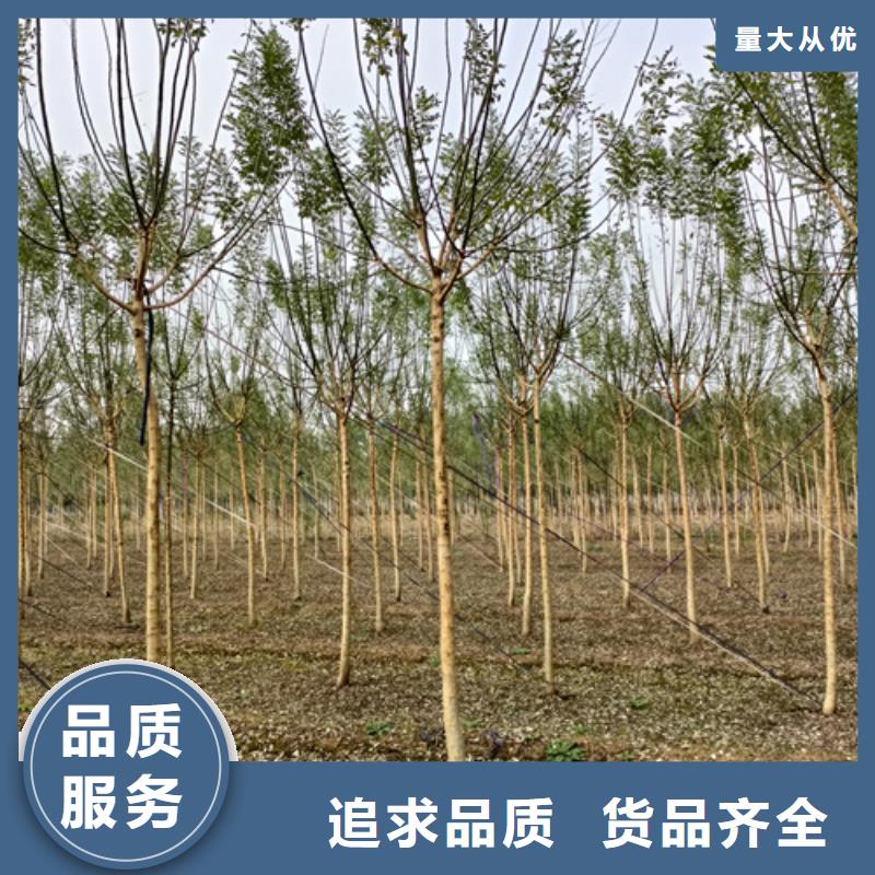 法桐炫麗海棠好廠家有擔當