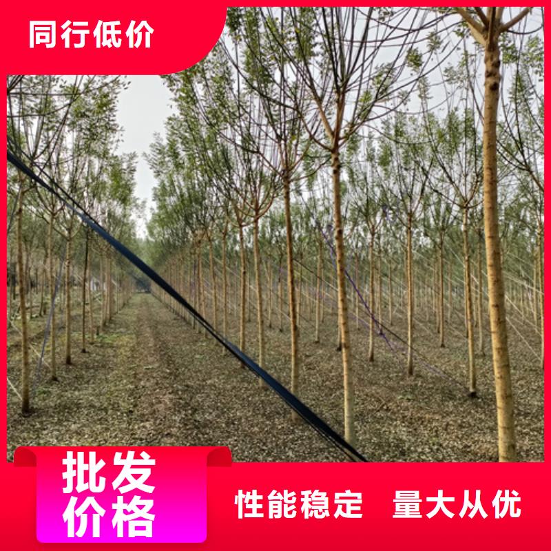 【法桐】,黃金槐專業(yè)供貨品質(zhì)管控