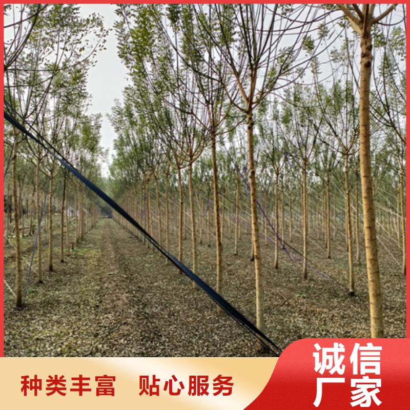 價(jià)格合理的速生法桐公司