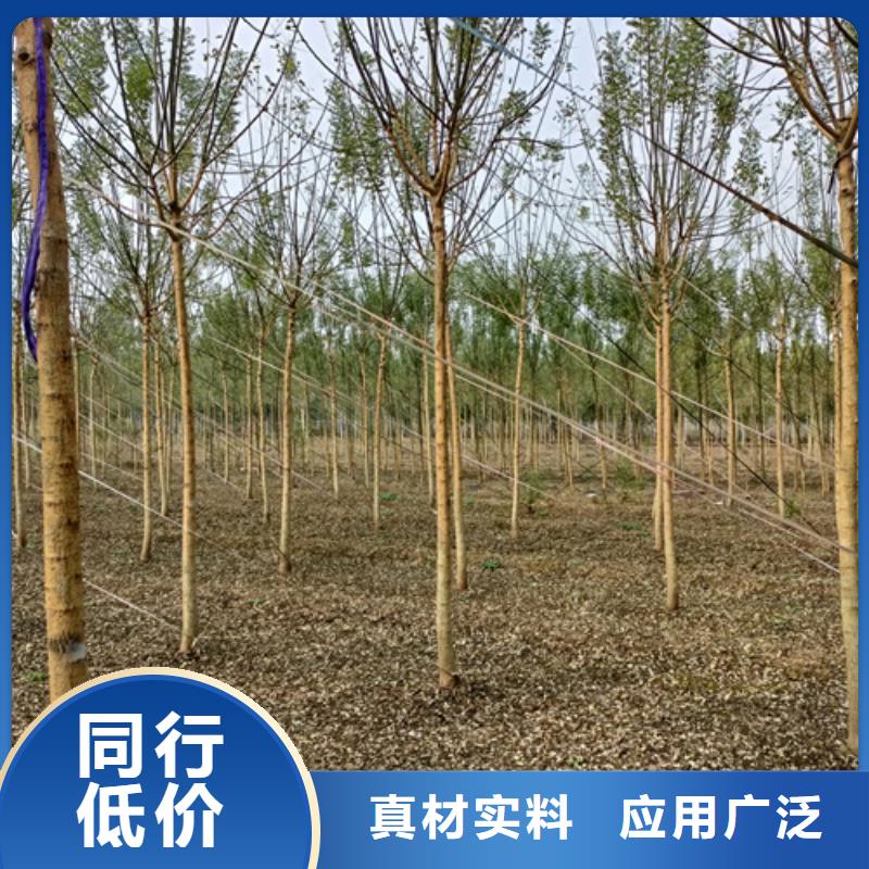 法桐小苗放心選擇綠化苗木